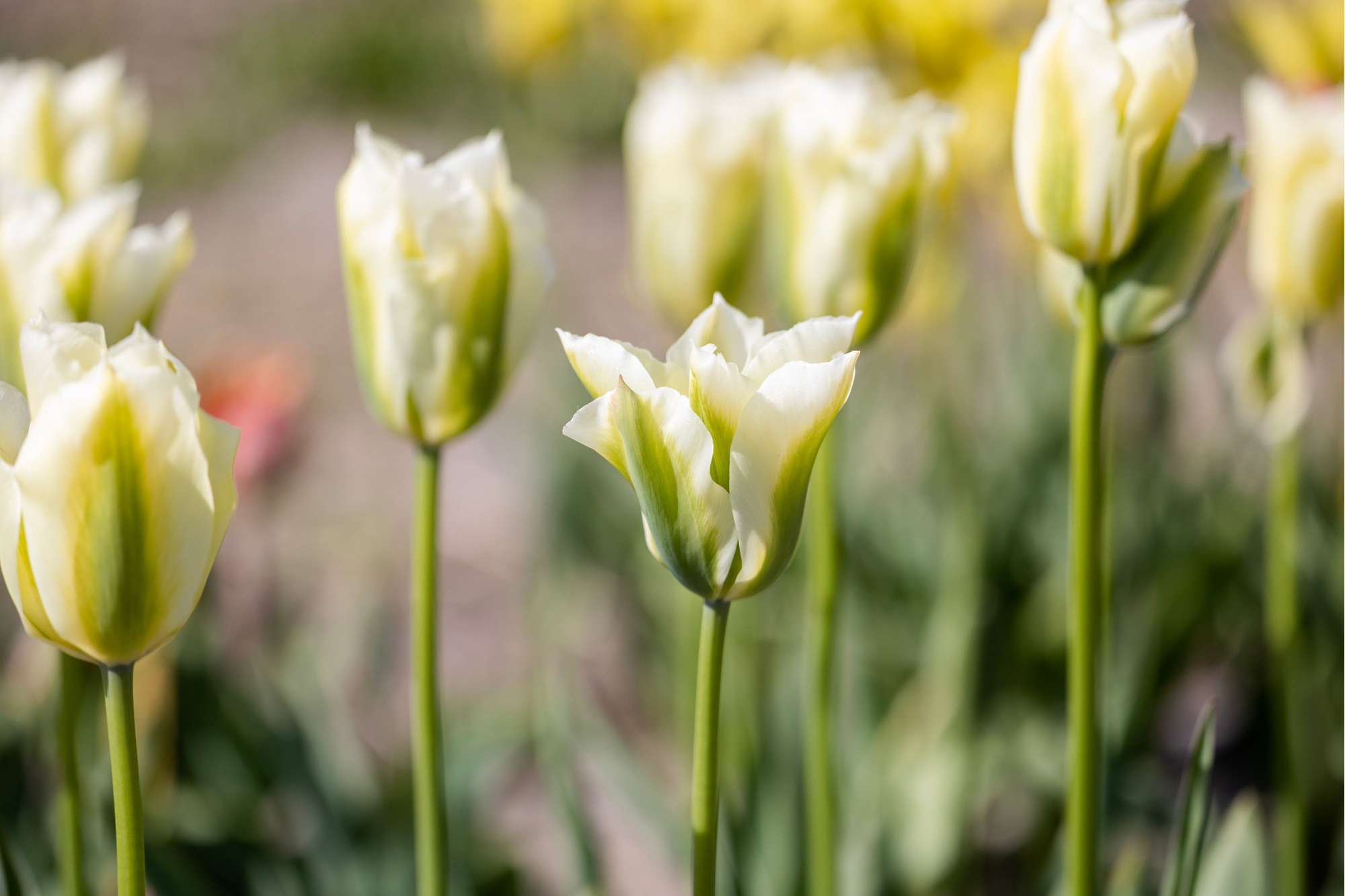 Tulpe 'Spring Green'